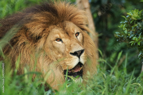 portrait of a lion