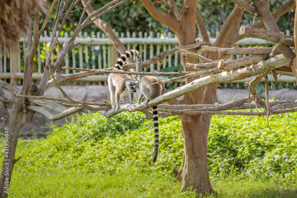 Fototapeta premium Two ring-tailed lemur or science name - Lemur catta interacting and having fun on a tree branch
