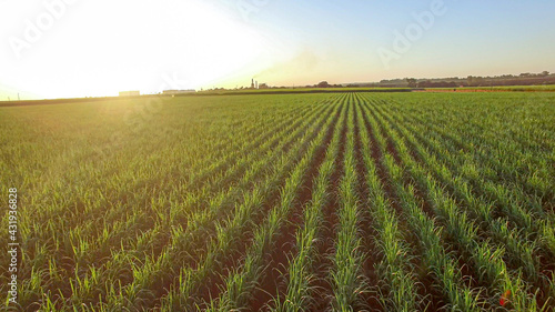 sugar cane plantation farm sunset usine in background