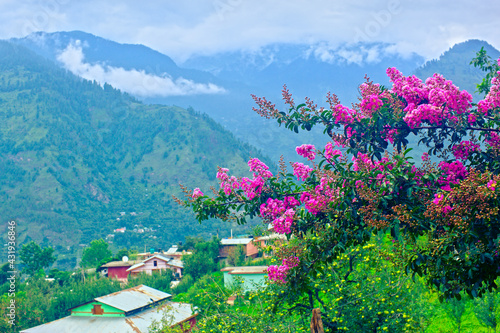 Blooming valley. Naggar, Kullu, Himachal, India