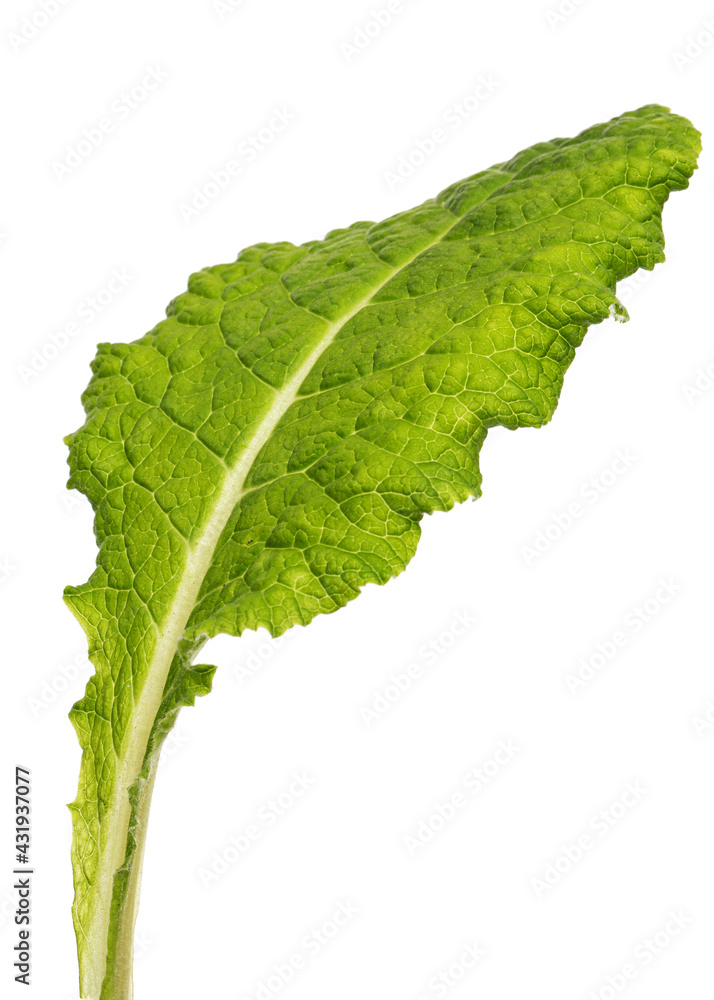 Green leaves of primrose flower, isolated on white background Green leaves of primrose flower, isolated on white background
