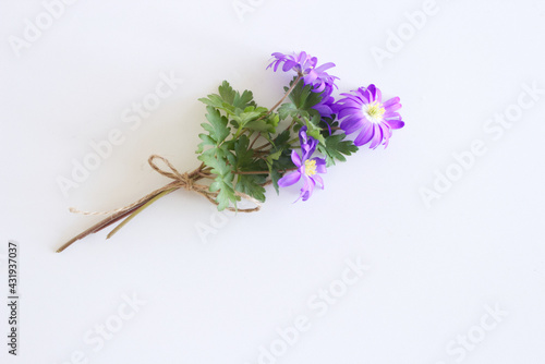 Flowers composition. Anemone Blanda flowers on white wooden background. Valentine s day  mothers day  women s day  spring concept. Lovely blue flower blooming early spring. Space for text.