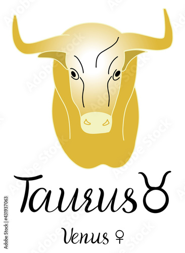 Astrology Taurus zodiac sign. Realistic hand drawing bull head