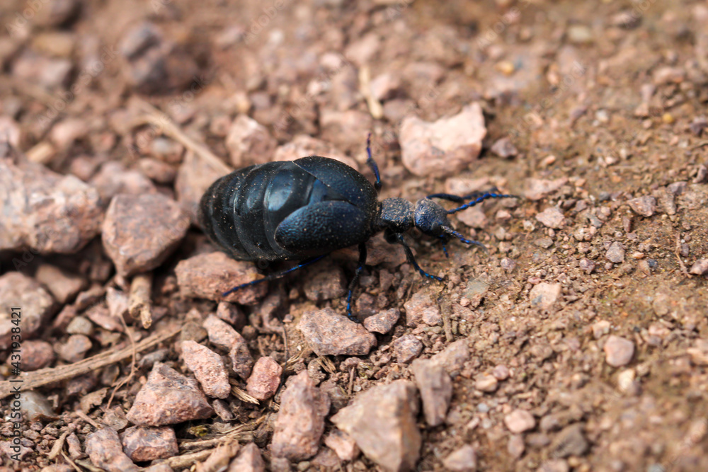 Ein schwarz blauer Ölkäfer auf dem Boden eines Waldes. Ein schwarz blauer Ölkäfer auf dem Boden eines Waldes.