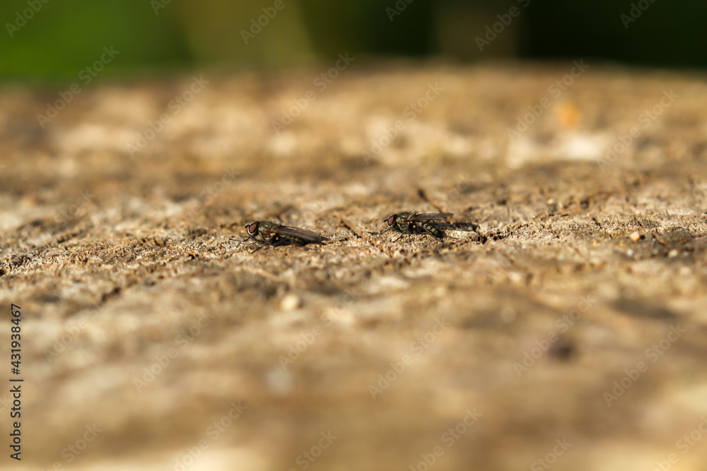 Macro von zwei Fliegen auf einem Baumstumpf. Macro von zwei Fliegen auf einem Baumstumpf.