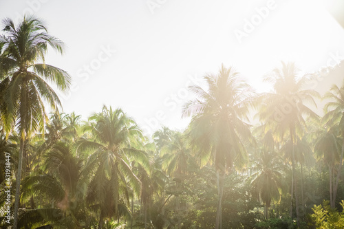 Palm trees against white sky in morning sunshine, Palm trees at tropical coast, coconut tree plantation, summer tree.nature background.Morning background, Good Environment, relax chill out image.