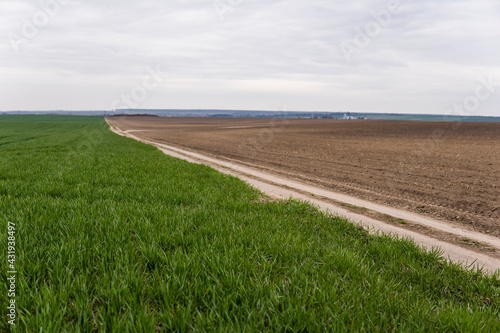 Field of young green wheat seedlings. Sprouts of young barley or wheat that have sprouted in the soil. Close up on sprouting rye on a field. Sprouts of rye. Agriculture, cultivation.