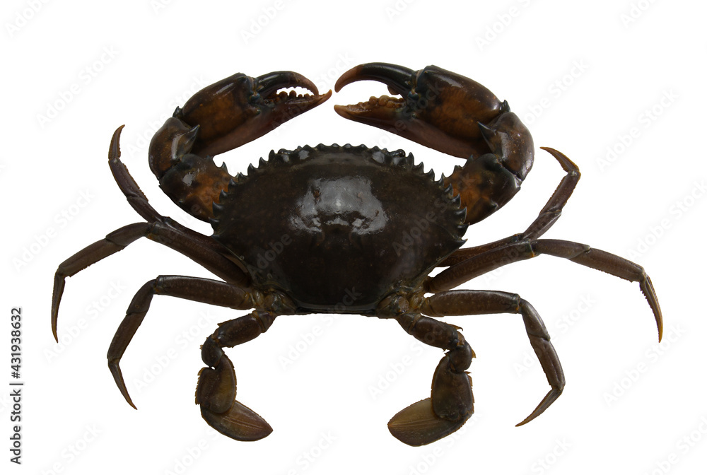 Fresh crab isolated on white background , Mud crab