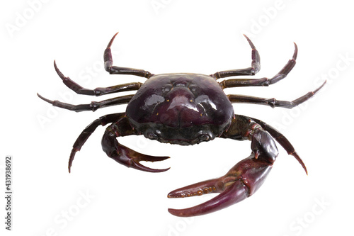 Freshwater crab with big claw isolated on white background , Purple crab photo