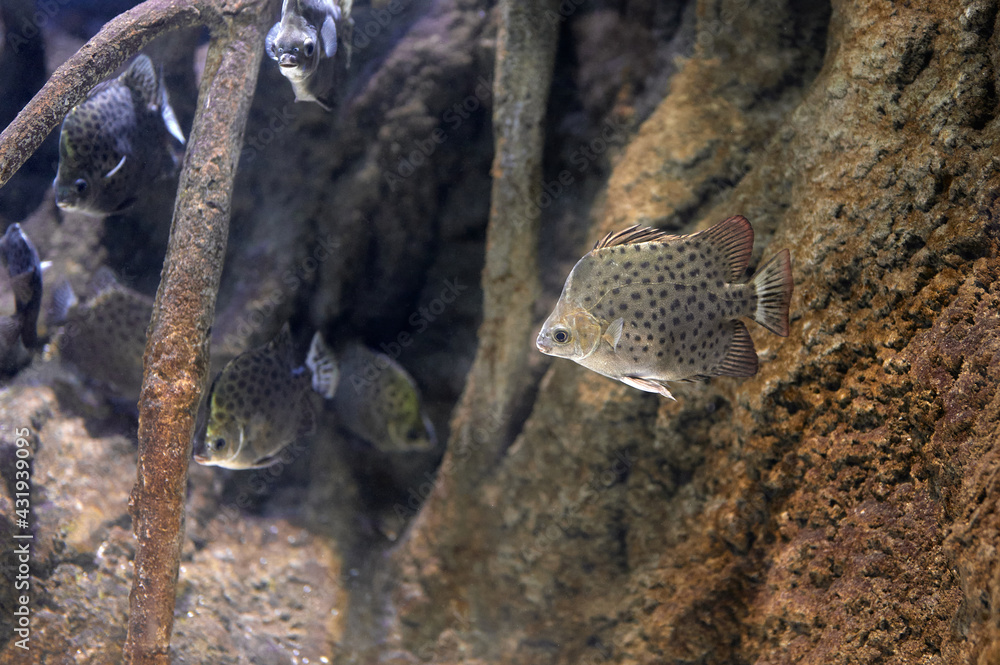 Argus Fish Scatophagus argus, or the spotted scat is a fish in the scat family ...