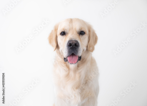 A large beautiful dog in full growth sits on a white chair and looks at the camera. Portrait of a golden retriever on a white background. © deine_liebe