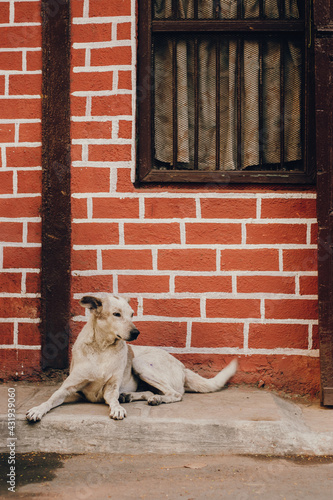 A dog sitting on a street footpath.