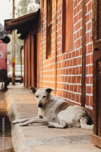 A dog sitting on a street footpath.