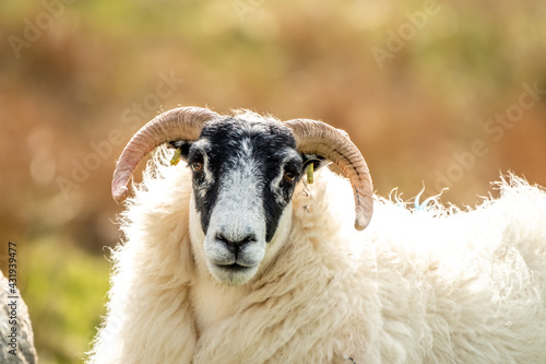 A blackface sheep family in a field in County Donegal - Ireland