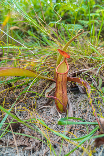 nepenthes flower tropical pitcher plants in forest. Green plant in nature background