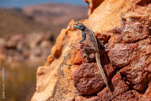 lizard on a stone