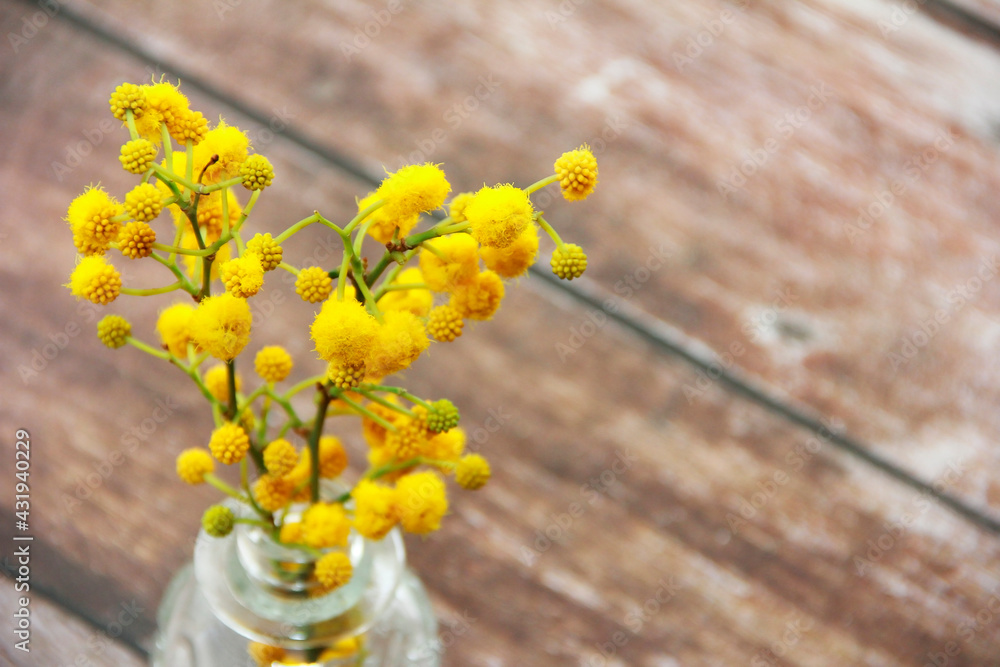natural yellow mimosa flowers on a branch