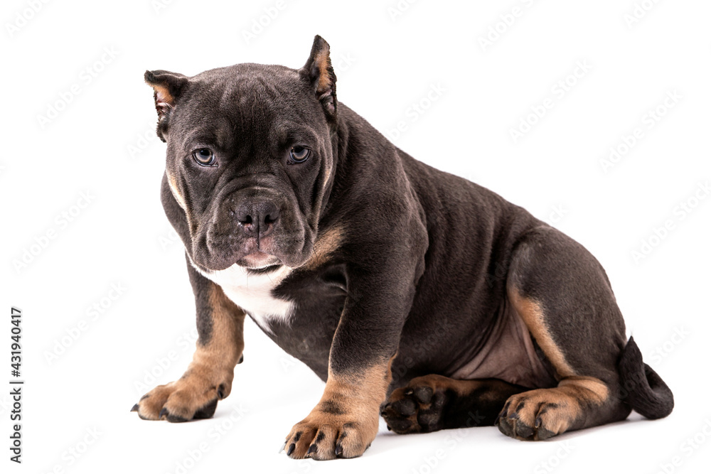 Fototapeta premium A puppy of the American Bully breed of the tricolor color. A newly created companion dog breed in the United States.