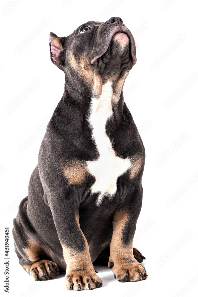 A puppy of the American Bully breed of the tricolor color. A newly created companion dog breed in the United States.