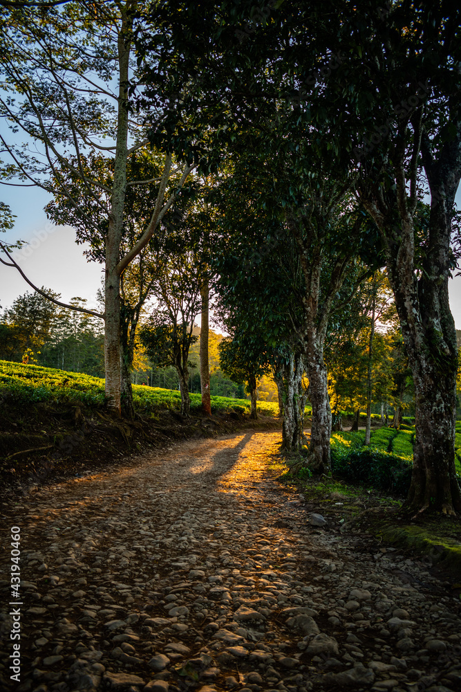 autumn in the park