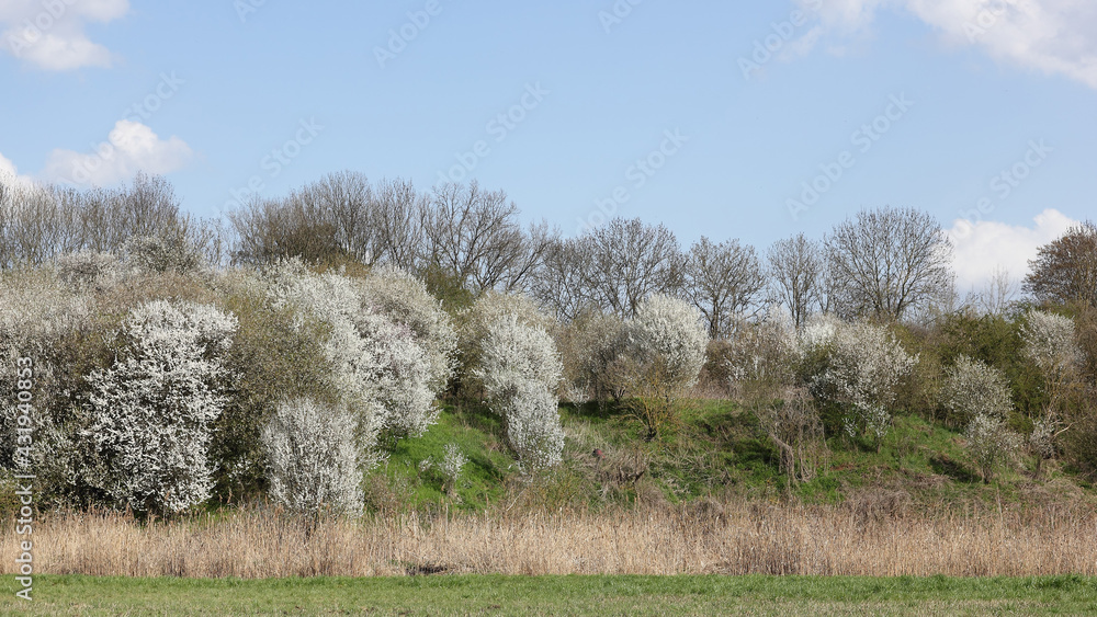 Riparian zone of the Tegeler Fließ near Schildow in April Riparian zone of the Tegeler Fließ near Schildow in April