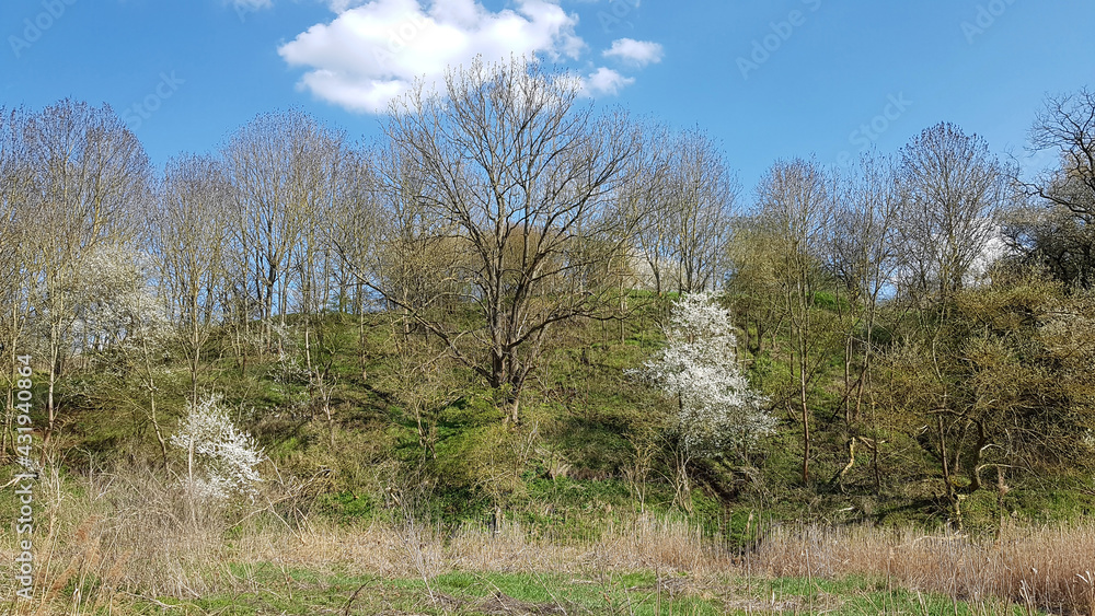Riparian landscape on the Tegeler Fließ in Schildow in the state of Brandenburg in springtime