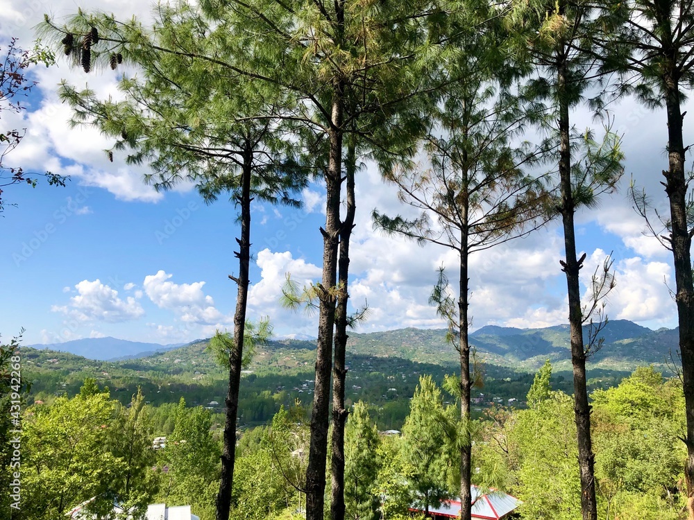 Fototapeta premium landscape with trees