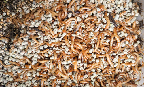 large group Mealworms larvae with selective focus