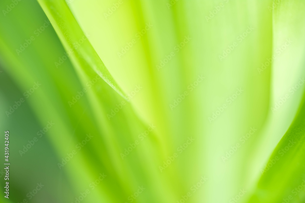 Nature view of green leaf on blurred greenery background in garden with copy space using as background natural green plants landscape, ecology, fresh wallpaper Nature view of green leaf on blurred greenery background in garden with copy space using as background natural green plants landscape, ecology, fresh wallpaper