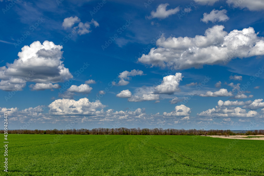 Green wheat field under blue sky Green wheat field under blue sky