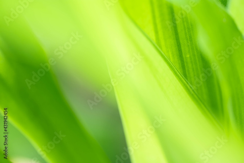 Nature view of green leaf on blurred greenery background in garden with copy space using as background natural green plants landscape, ecology, fresh wallpaper