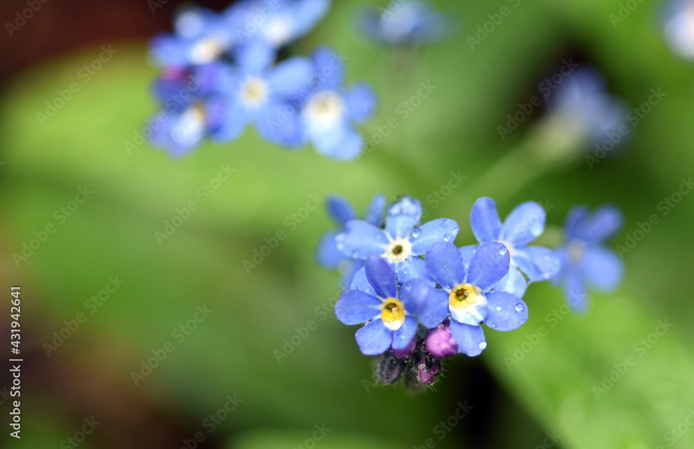 Nahaufnahme von hellblauen Vergissmeinnichtblüten