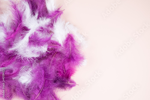White and purple feathers. Close-up © SYARGEENKA