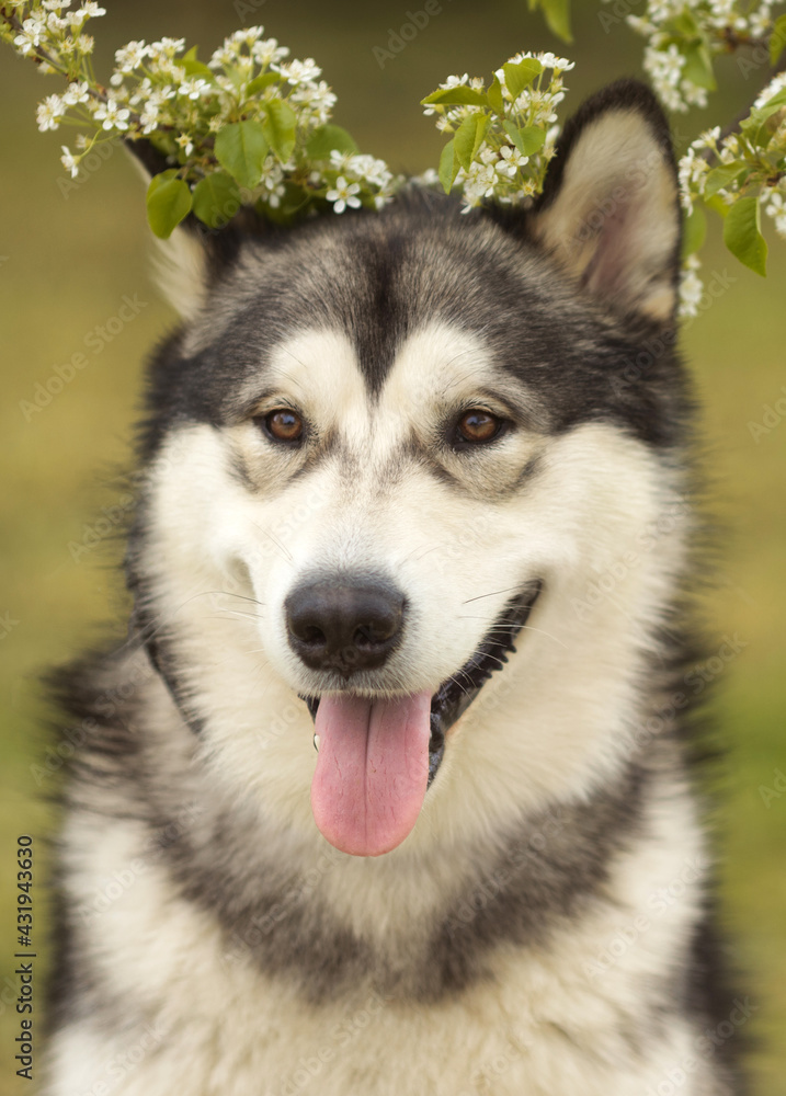 Alaskan malamute dog standing on grass at springtime meadow