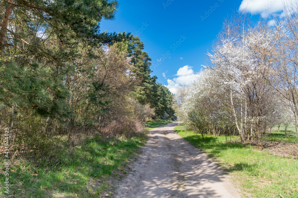 Dirt road between trees in Poland in spring time.