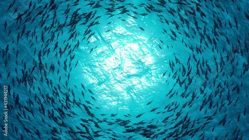 School of fish sharks swim in a circle