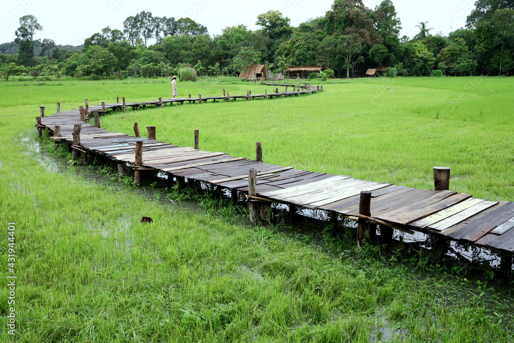 Fototapeta premium The wooden bridge stretches in a curve and stretches through rice fields to the farmer's hut and below is green rice and water.