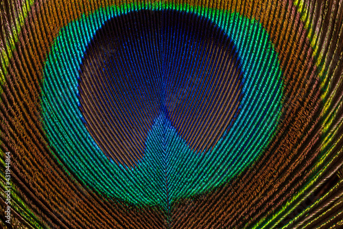 Macro peacock feather,Close up of a Peacock feather filling the frame © banjongseal324