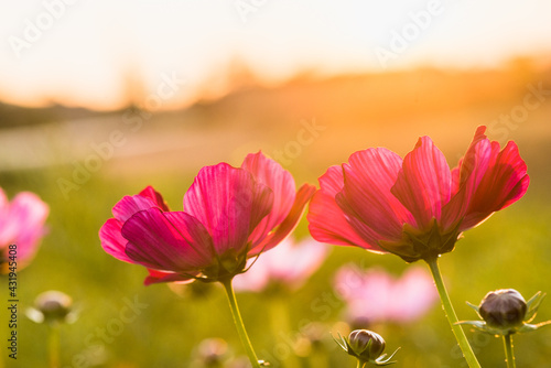 Cosmos flowers blooming in the sunset