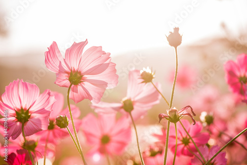 Cosmos flowers blooming in the sunset © yuthapong