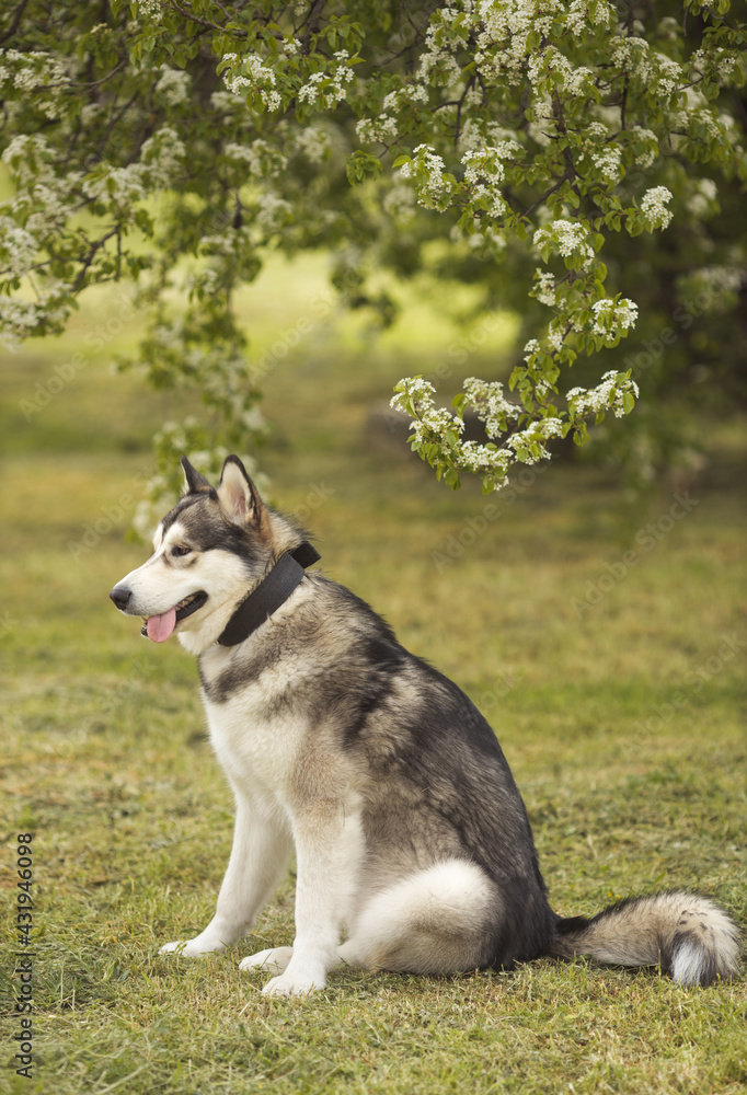 Alaskan malamute dog standing on grass at springtime meadow Alaskan malamute dog standing on grass at springtime meadow
