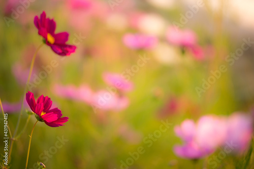 Cosmos flowers blooming in the sunset © yuthapong