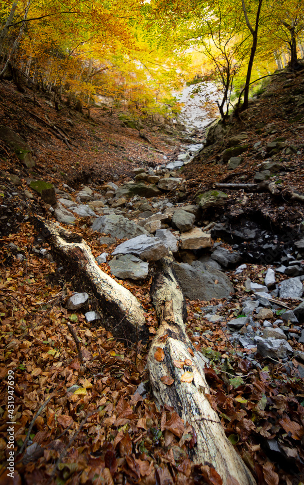 autumn in the forest autumn in the forest