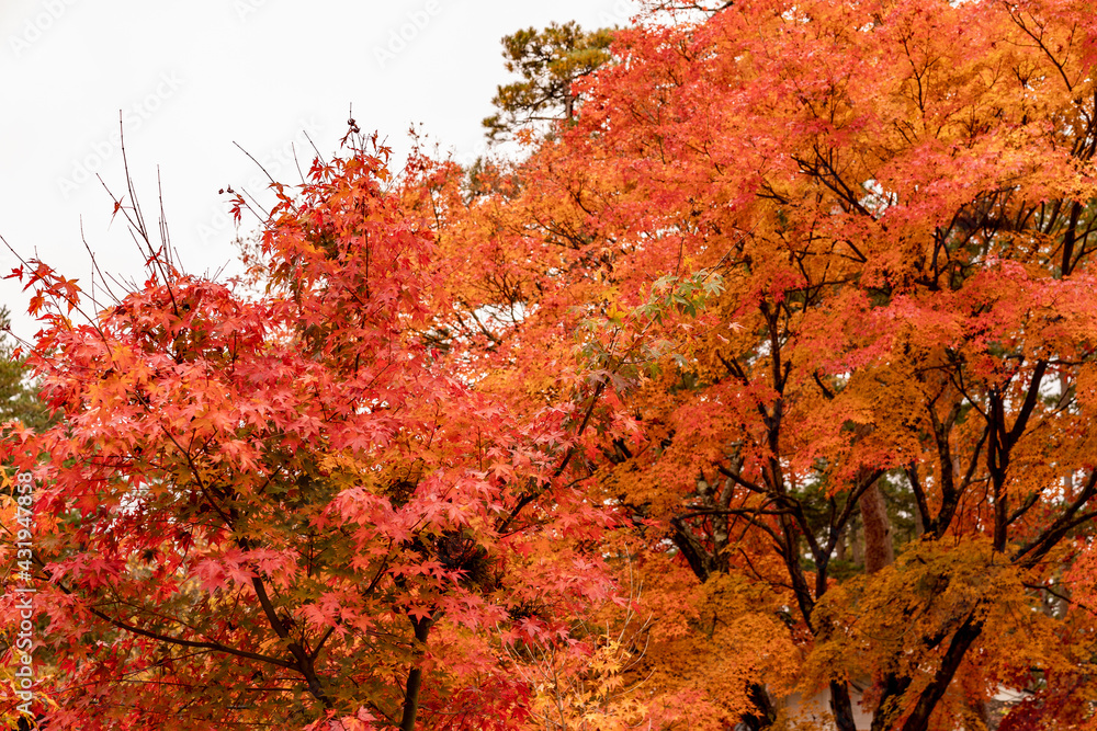 紅葉