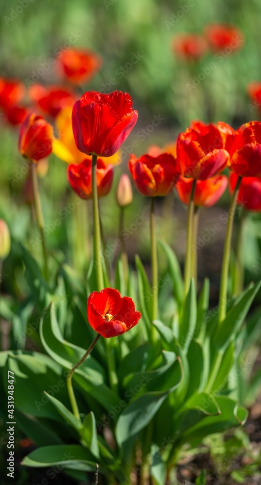 Fototapeta premium Red tulips on a green bokeh background