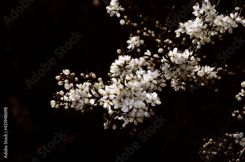 White flowers against a dark background. Flowering branch