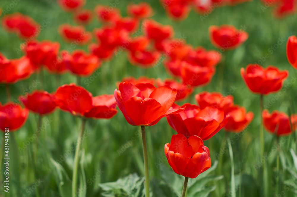 Many red tulips on a green background.  Red tulips background