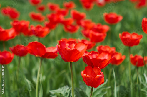 Many red tulips on a green background. Red tulips background