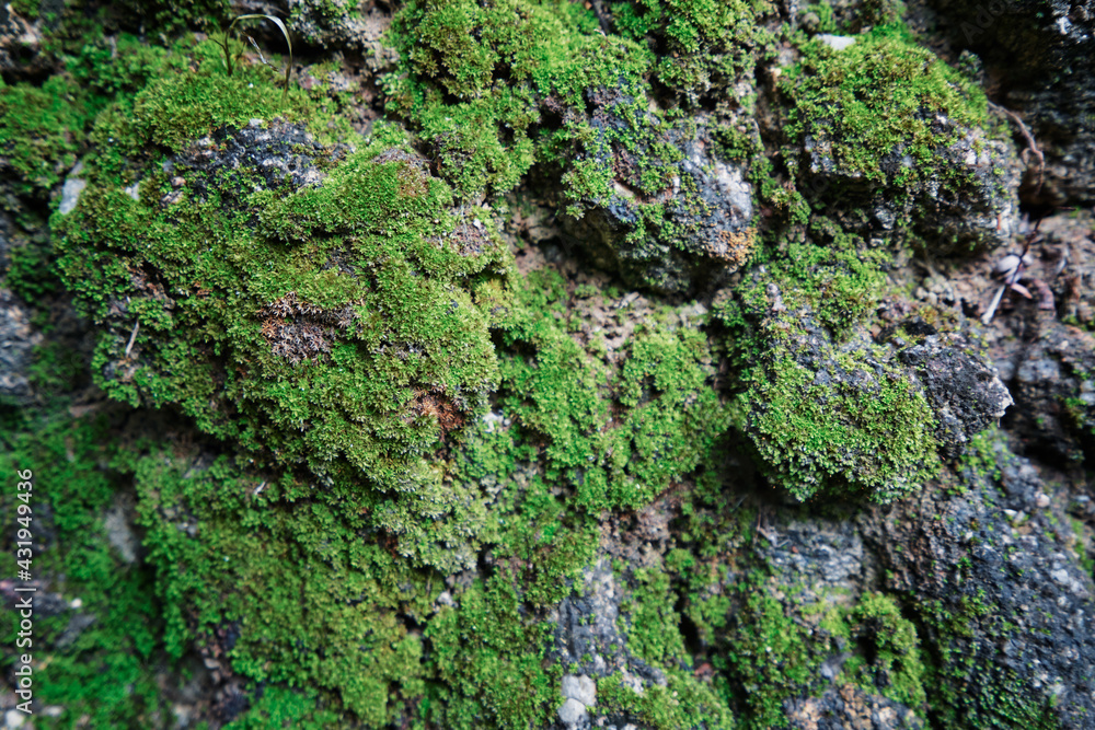 Textured rock background with green moss. Textured rock background with green moss.