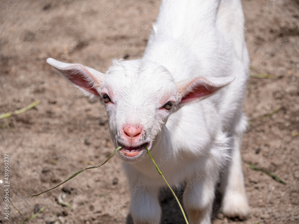 牧場で生まれたヤギの赤ちゃん2 牧場で生まれたヤギの赤ちゃん2